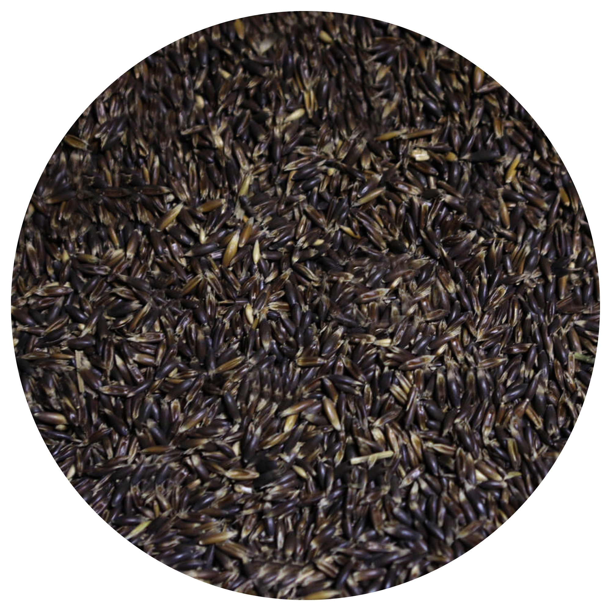 Black Oak Extract Ingredient