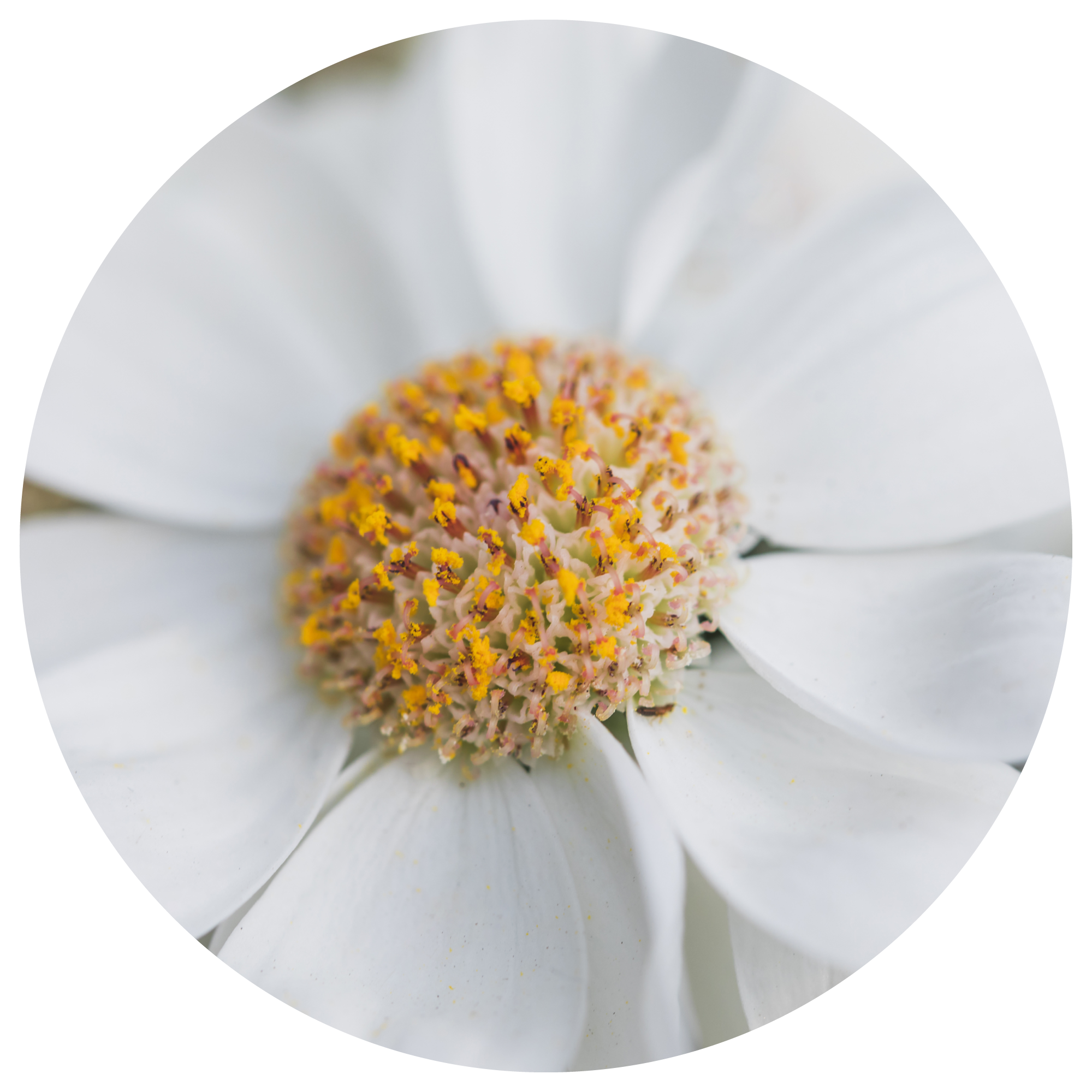 Chamomile Extract Ingredient
