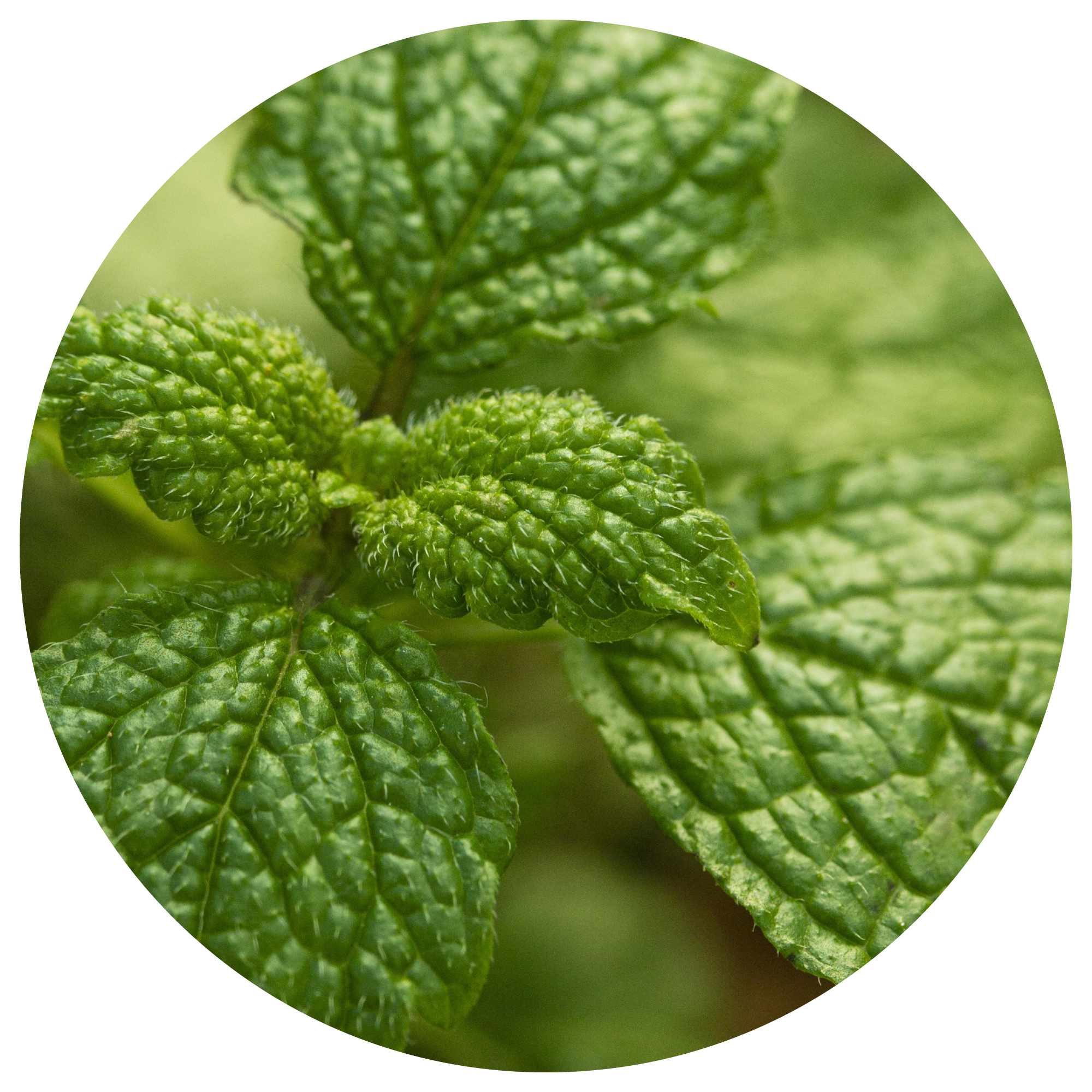 Organic Peppermint Ingredient