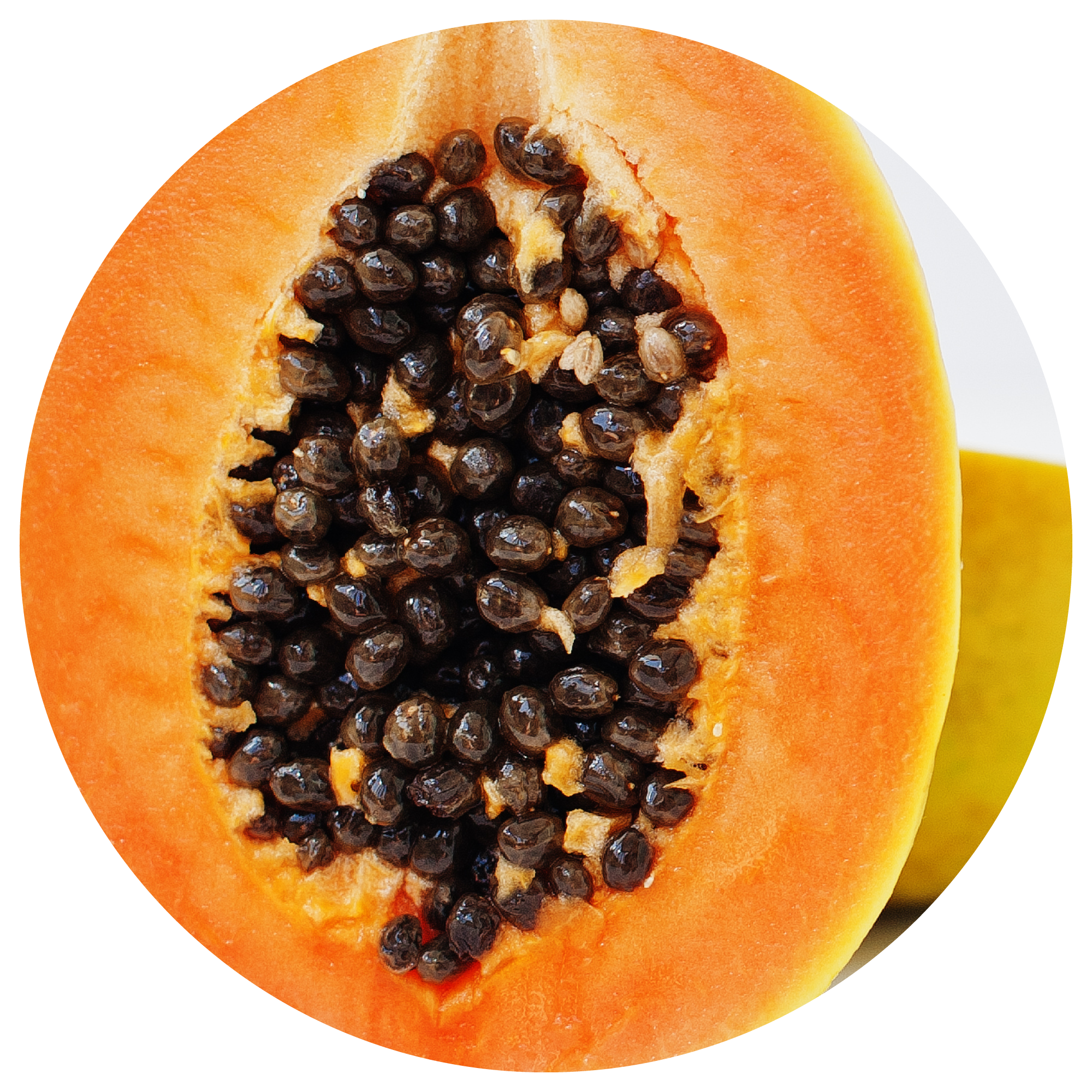 Organic Papaya Seed Oil Ingredient