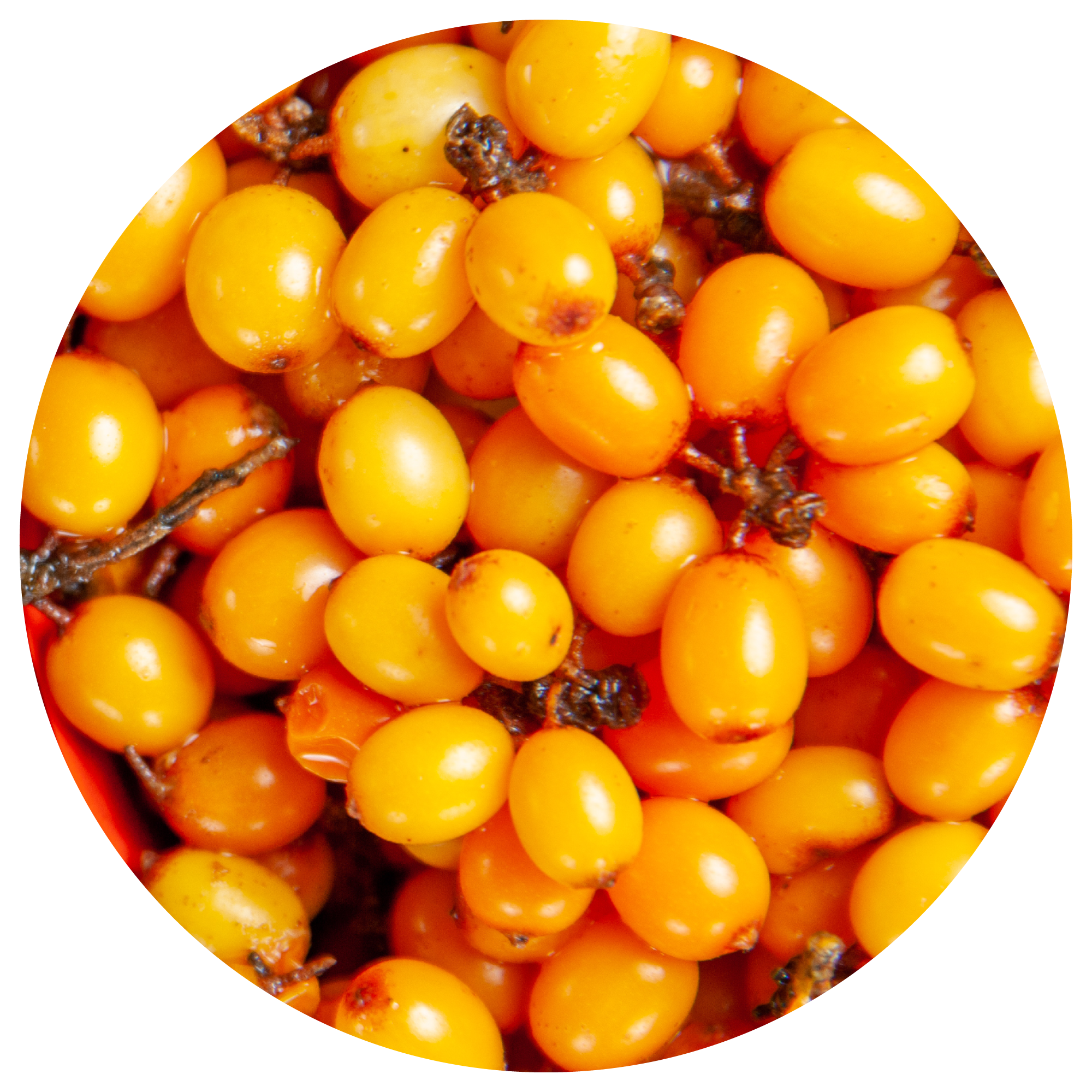 Sea Buckthorn Ingredient