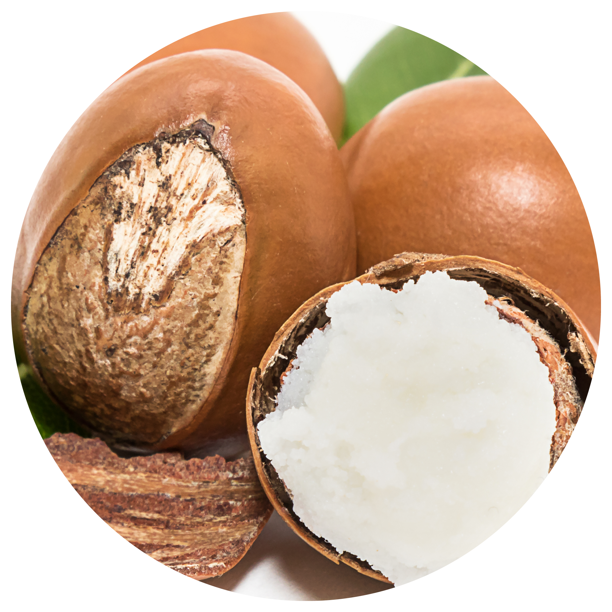 Shea Butter Ingredient