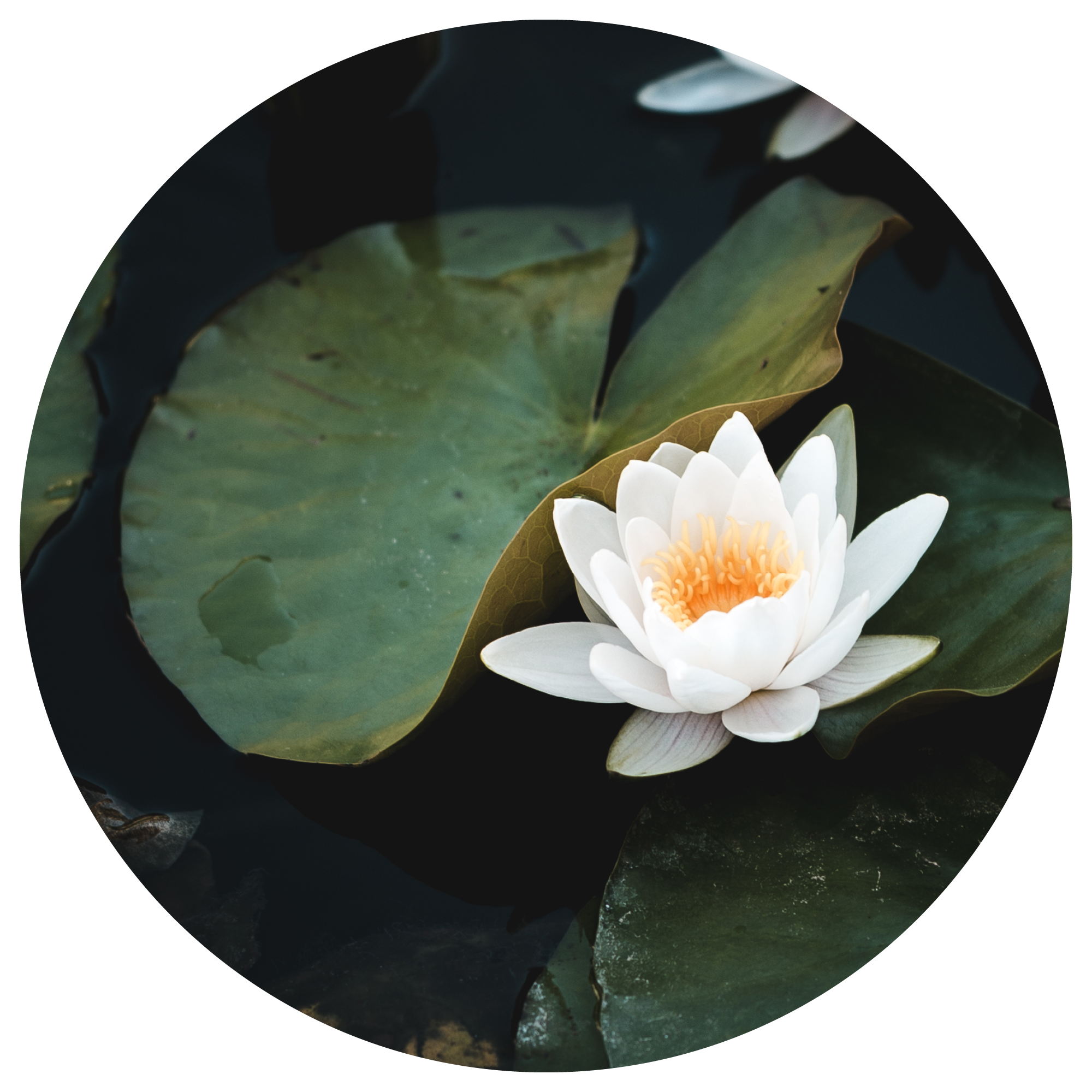 Water Lily Extract Ingredient